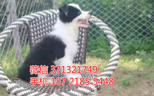 海口犬舍 边境犬出售纯种幼犬 ?？诒镜靥丶劭梢陨厦叛? /></div>              </div>

  </div>
  <div   id=
