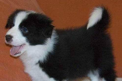 玉溪通海县买边牧 云南本地狗场出售精品边牧