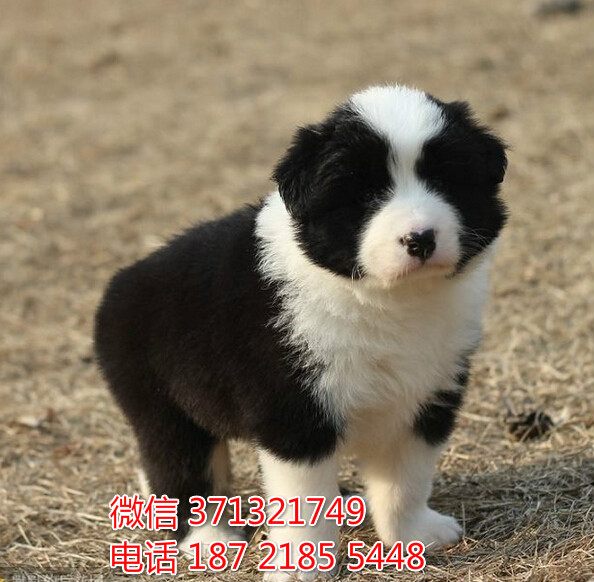 重庆犬舍出售边境犬狗狗纯种 重庆大型繁殖基地宠物狗狗