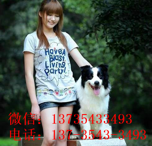 郑州边牧犬舍出售 狗市场在哪 网上哪里有狗狗