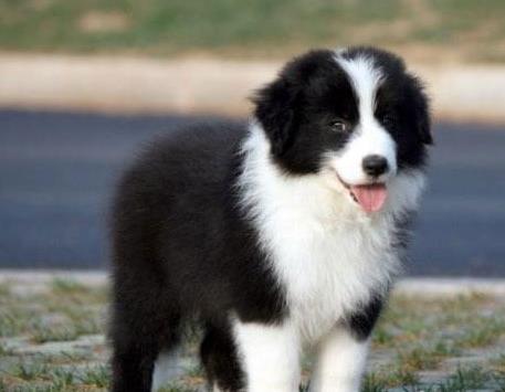 铜陵宠物狗犬舍网上哪里有边境牧羊犬领养 卖