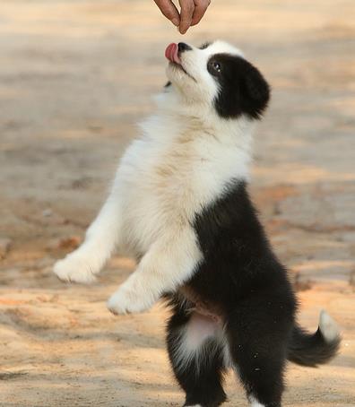 长春宠物狗狗犬舍出售纯种边牧幼犬领养边境牧