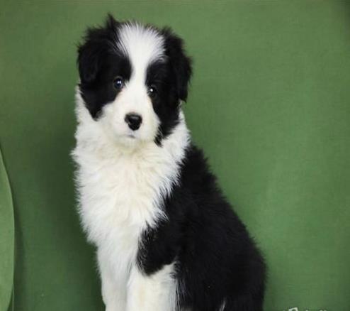 宝鸡犬舍出售纯种边牧幼犬 网上哪里有宠物狗