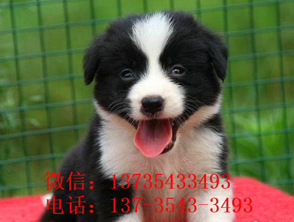 青岛边牧犬舍出售 狗市场在哪 网上哪里有狗狗卖