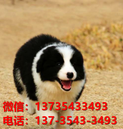 黄山宠物狗犬舍网上哪里有边境牧羊犬领养 卖狗市场在哪