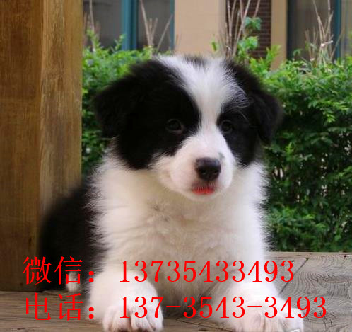 平顶山犬舍出售边牧幼犬狗市场卖狗买狗在哪