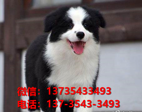 楚雄犬舍出售纯种边牧幼犬 网上哪里有宠物狗领养 卖狗买狗
