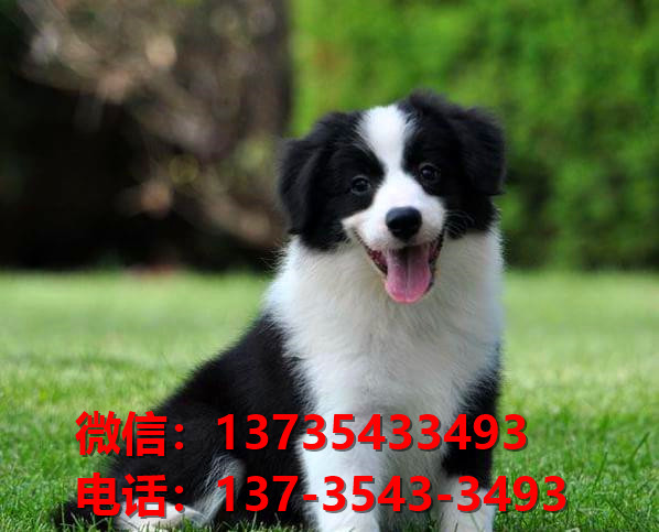 铜陵宠物狗犬舍网上哪里有边境牧羊犬领养 卖狗市场在哪