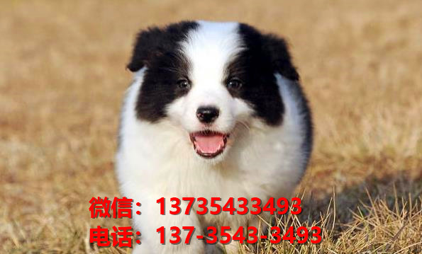 黄山宠物狗犬舍网上哪里有边境牧羊犬领养 卖狗市场在哪