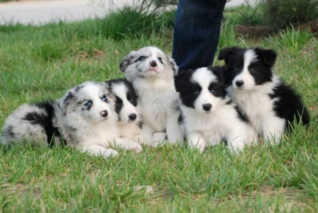 玉溪哪里卖陨石边牧小狗玉溪狗场出售陨石边境