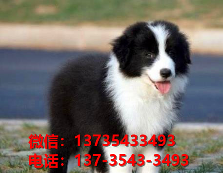 重庆宠物狗犬舍出售纯种边牧 宠物狗市场在哪 边境牧羊犬哪里有卖