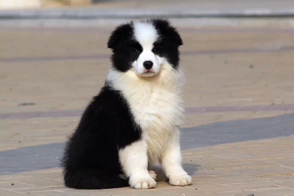 昭通买边牧 永善县买边牧 云南狗场出售边牧小