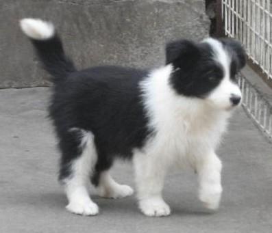 西双版纳买边牧 勐海县买边牧 云南狗场出售边牧