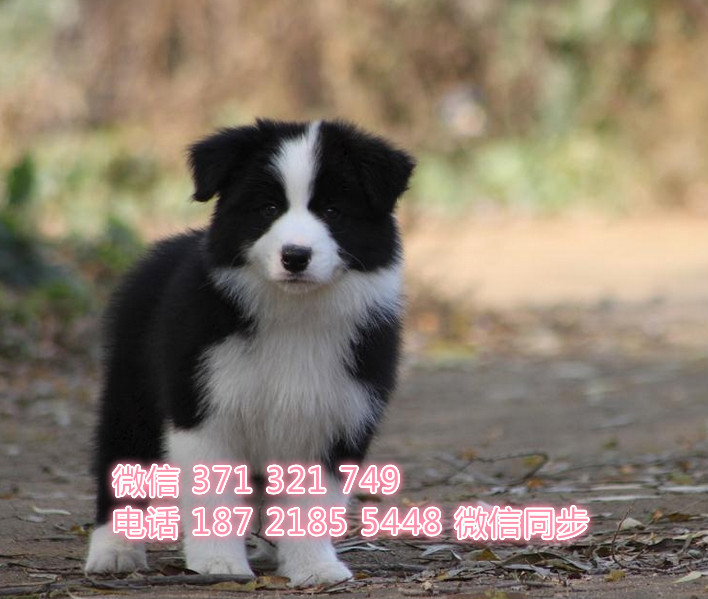 苏州特价边境犬出售纯种幼犬 苏州哪里有犬舍