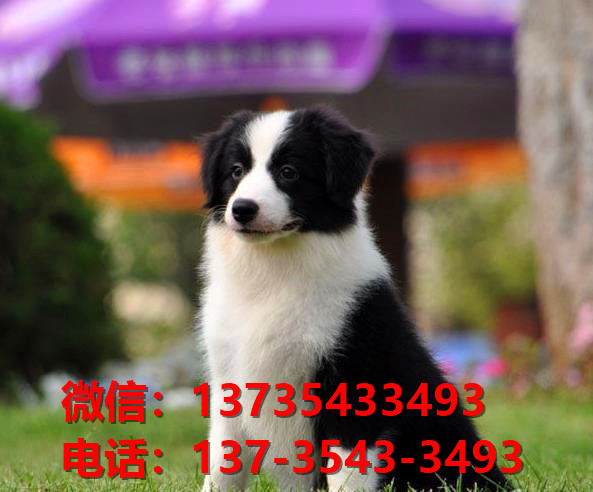 铜陵宠物狗犬舍网上哪里有边境牧羊犬领养 卖狗市场在哪