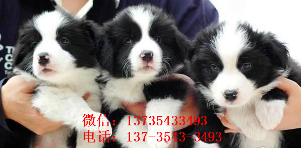 郑州本地犬舍出售边牧犬宠物狗市场领养 在哪买狗卖狗