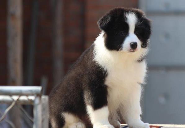重庆宠物狗狗犬舍出售纯种边牧幼犬宠物狗市场