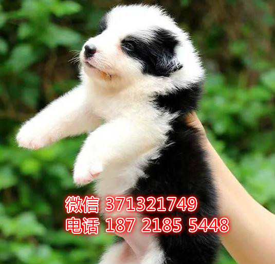郑州狗狗 边境犬出售纯种幼犬 郑州犬舍 全国发货