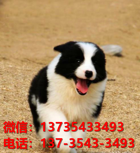 郑州宠物狗犬舍出售纯种边牧幼犬宠物狗市场在哪里卖狗买狗领养宠物