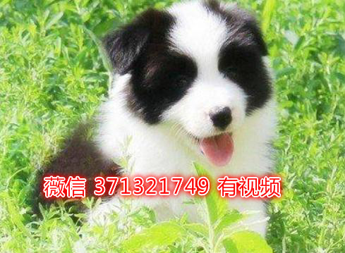 长春宠物 边境犬纯种幼犬出售 长春犬舍在哪里