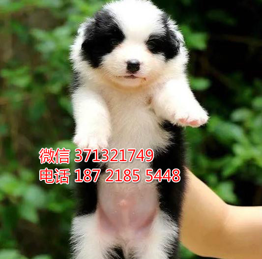 郑州狗狗 边境犬出售纯种幼犬 郑州犬舍 全国