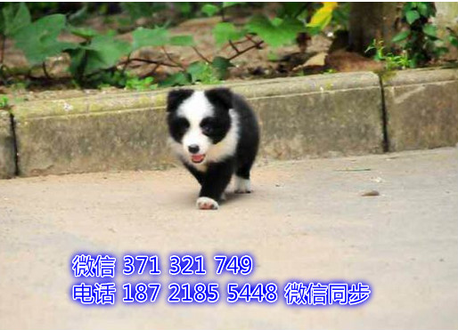 武汉宠物 边境犬纯种幼犬 武汉本地繁殖 武汉犬舍