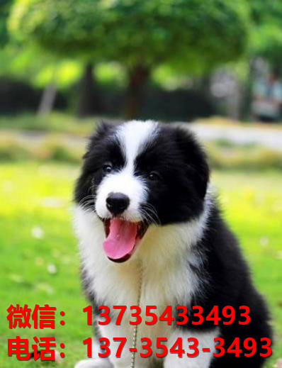 郑州宠物狗犬舍出售纯种边牧幼犬宠物狗市场在哪里卖狗买狗领养宠物