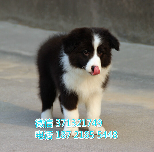 重庆宠物 边境犬纯种幼犬出售 重庆犬舍狗场