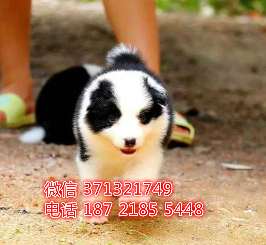 郑州狗狗 边境犬出售纯种幼犬 郑州犬舍 全国发货