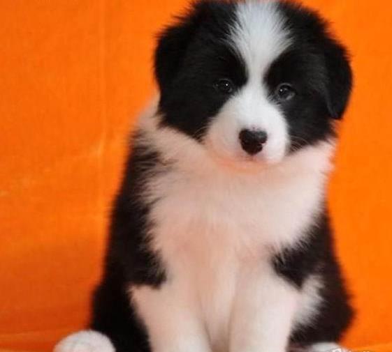 武汉犬舍出售纯种边牧幼犬活体宠物狗哪里有卖