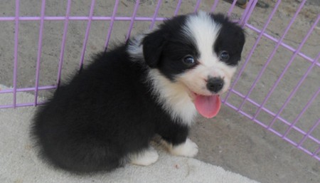 楚雄宠物网 楚雄哪里卖纯种边境牧羊犬 