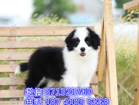 呼和浩特宠物 边境犬纯种幼犬出售 特价促销