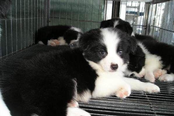 陇川卖边牧陇川哪里买纯种边牧