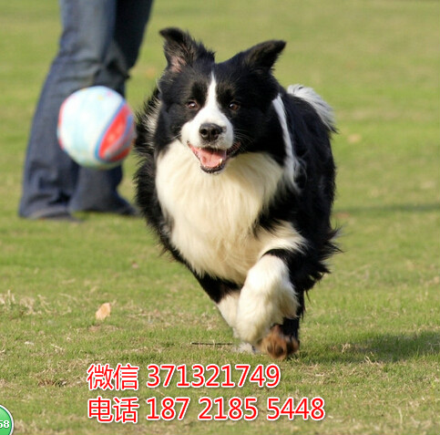 无锡宠物边境犬出售 无锡犬舍 无锡狗场