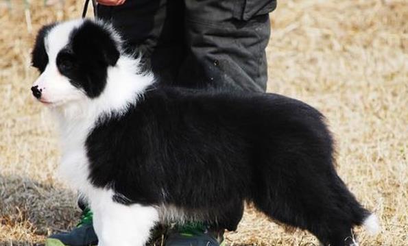 郑州宠物狗犬舍出售纯种边牧幼犬宠物狗市场在