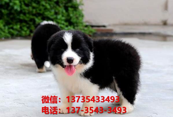 河南郑州宠物狗犬舍 出售纯种边牧幼犬七白三通边境牧羊犬哪里卖狗