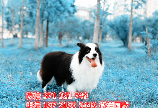 武汉宠物 边境犬纯种幼犬 武汉本地繁殖 武汉