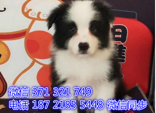 武汉宠物狗狗 边境犬出售纯种幼犬 武汉特价促