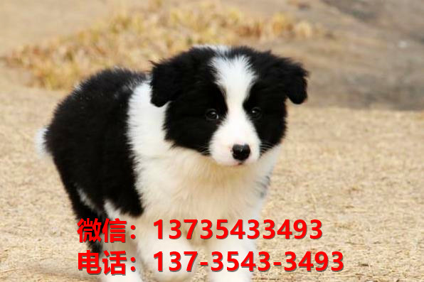 武汉犬舍出售纯种边牧幼犬活体宠物狗哪里有卖狗买狗领养狗市场在哪
