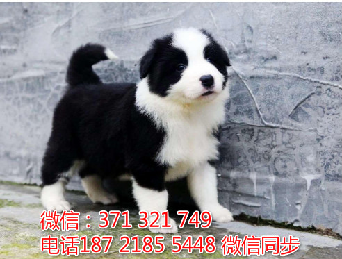 全国特惠边境纯种幼犬 支持上门 支持空运汽运 包健康墒