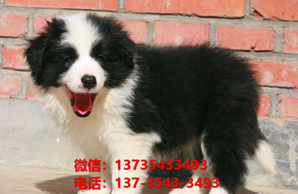 临汾宠物狗狗犬舍 狗市场在哪卖狗附近出售纯