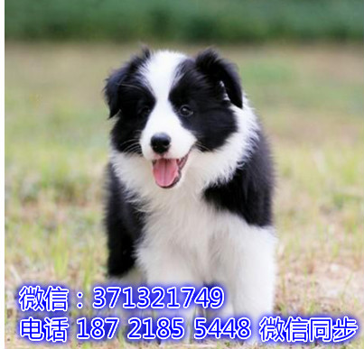 特价 边境牧羊犬出售纯种幼犬 专业繁殖专业发货 可上门看承