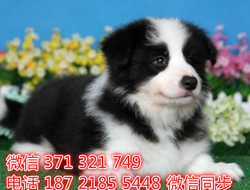 宠物狗狗边境全国可以发货 犬舍繁殖 包健康菜