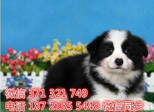 宠物狗狗边境全国可以发货 犬舍繁殖 包健康菜