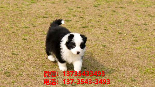 青岛宠物狗狗犬舍出售纯种边牧幼犬边境牧羊犬在哪里卖狗买狗