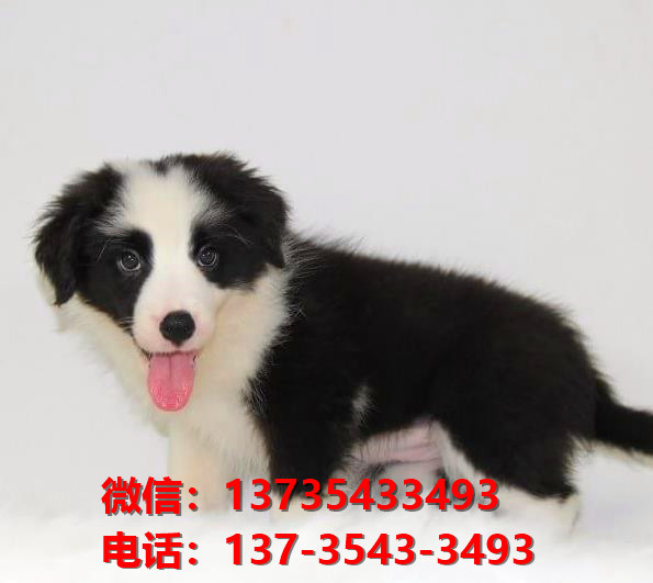 晋中宠物狗狗犬舍 狗市场在哪卖狗附近出售纯