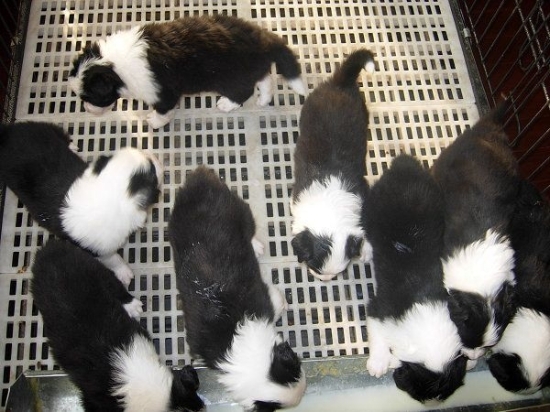 芒市本地出售边牧小狗德宏地区哪里买卖边境牧