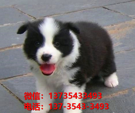 青岛宠物狗狗犬舍出售纯种边牧幼犬边境牧羊犬在哪里卖狗买狗