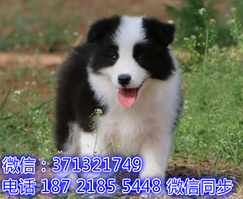 特价 边境牧羊犬出售纯种幼犬 专业繁殖专业发货 可上门看帐