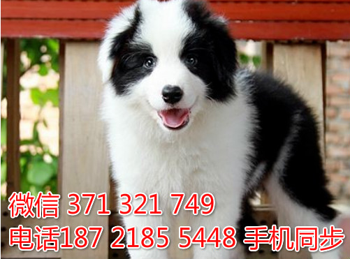  特惠边境牧羊犬纯种幼犬出售 支持上门支持空